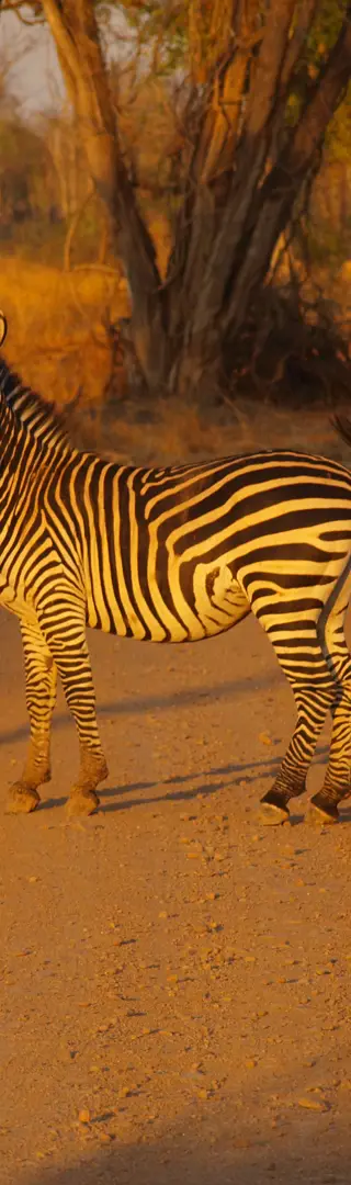 Faszinierende Tierwelt